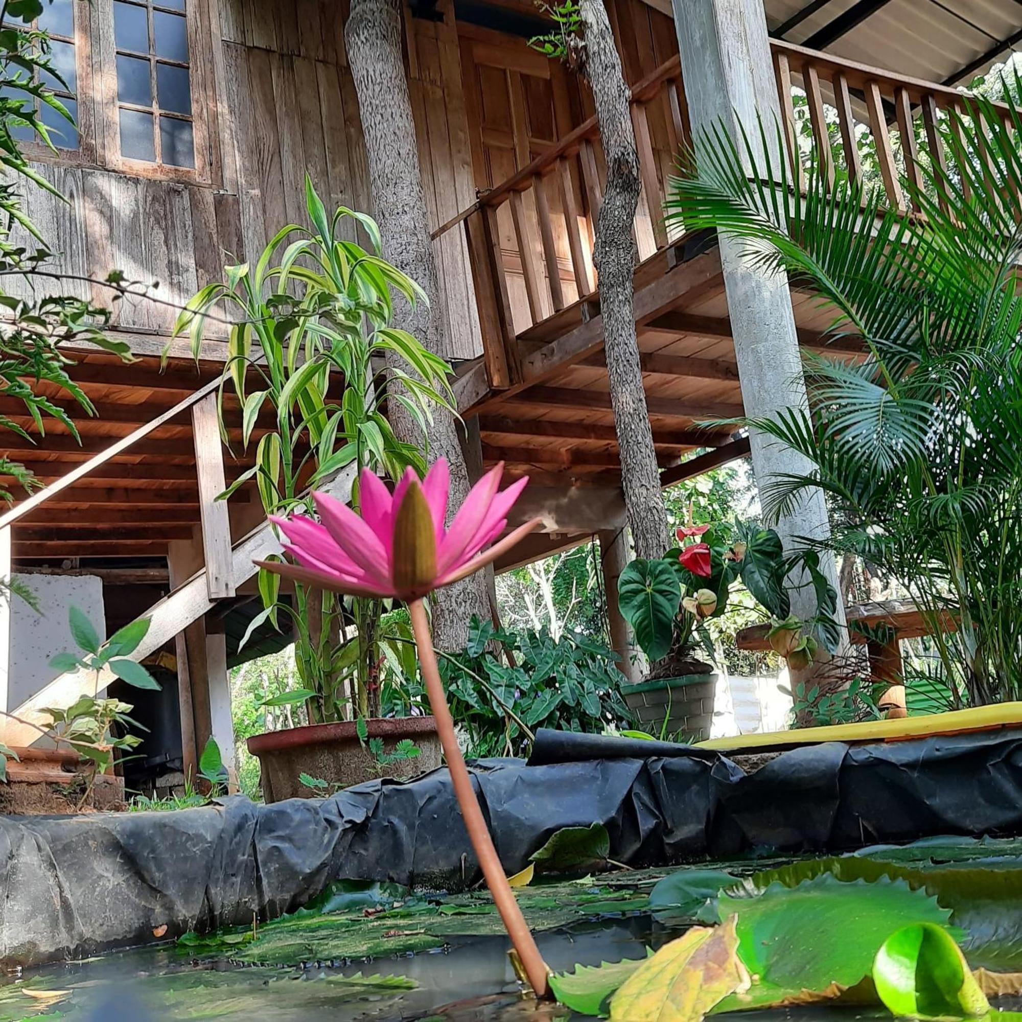 Ruk Sewana Villa Tree House Sigiriya Eksteriør billede